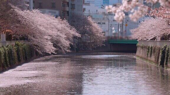 樱花在水边盛开