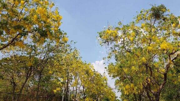 金雨树盛开