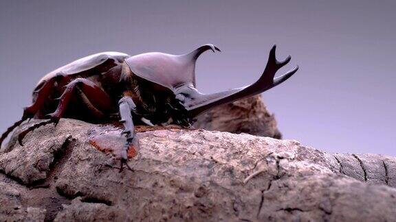 一只雄性甲虫舔树汁的视频