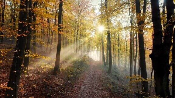 美丽的阳光在金秋的森林
