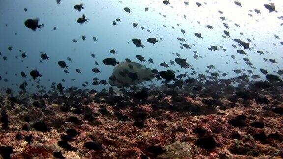 马尔代夫海底的一群鱼和拿破仑濑鱼