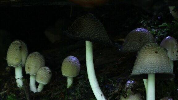 生长在森林中的蘑菇是高清的
