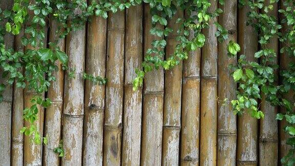 竹篱笆的背景