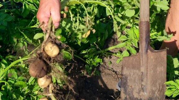 一个人正在花园里用铁锹挖土豆马铃薯收获或马铃薯种植农业农作农村生态农场农夫手里拿着土豆块茎