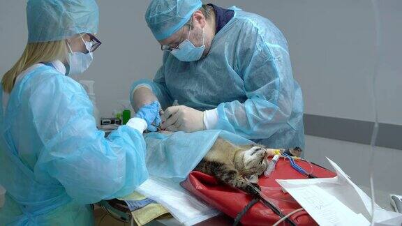 护士在手术室里为猫做手术