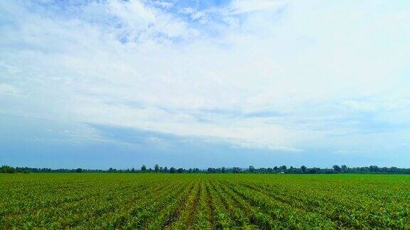 向后空中飞行的乡村景观与生长浅绿色的玉米田在早上