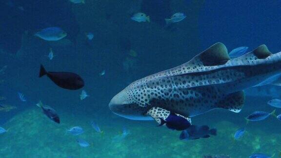 豹鲨斑马鲨游泳在蓝色的珊瑚礁水