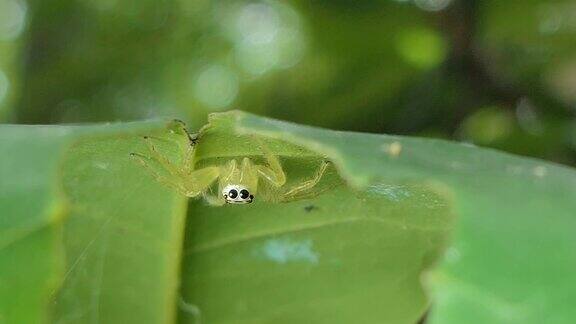 ?热带雨林中的跳蜘蛛