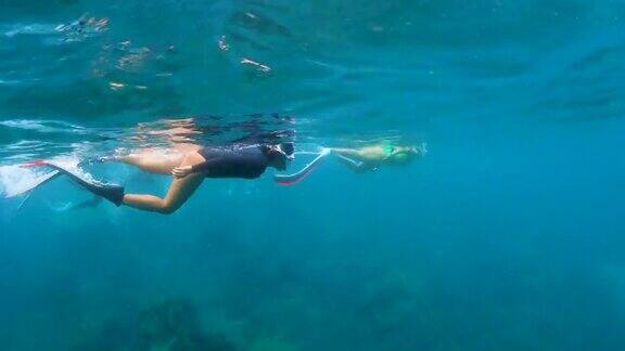 4K年轻女子自由潜水员穿长鳍自由潜水浮潜在清澈的水珊瑚礁在海洋