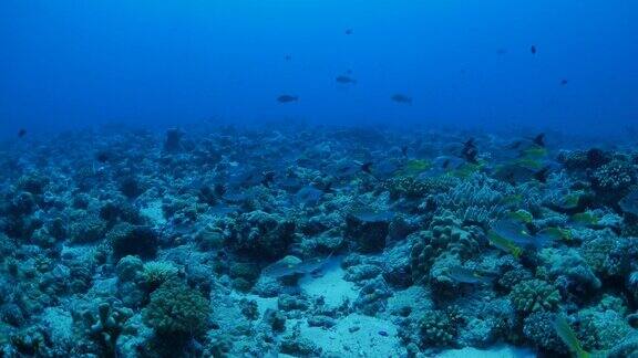 珊瑚礁中的帝王鲷鱼和鲷鱼