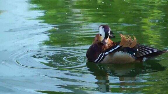 鸟动物在湖里的鸭子