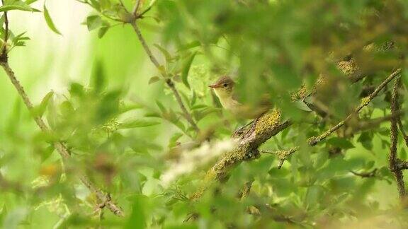风吹的时候一只黄莺在树枝上唱歌