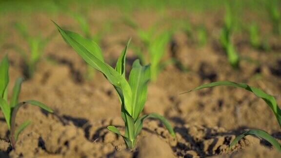 非常年轻的玉米植株农民田地里长着小芽玉米软的焦点