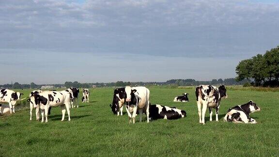 奶牛在牧场上吃鹅肝草地荷兰4K