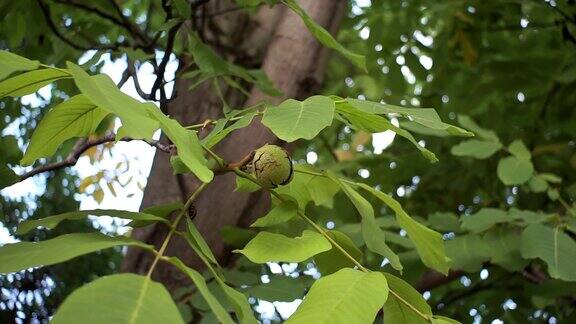 成熟的绿色核桃在树枝上