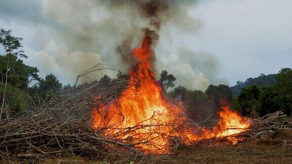 森林大火雨林砍伐的火焰
