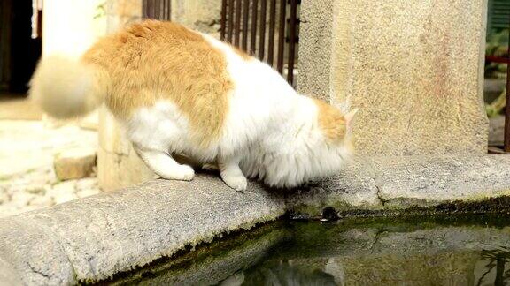 猫在喷泉里喝水