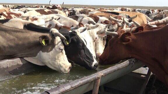 草地上的牛在喝水