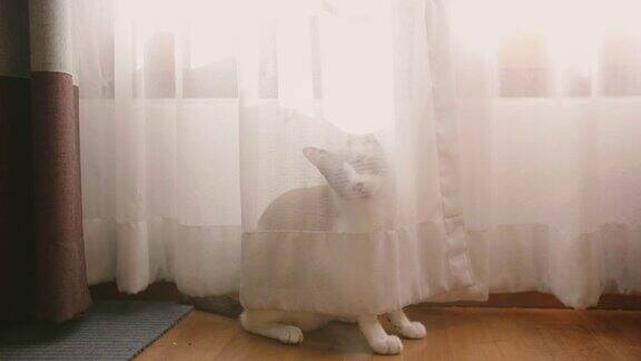 可爱的小猫在阳光下的窗帘后面玩耍