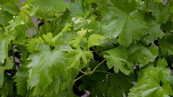 翠绿的葡萄藤叶子特写在春雨期间