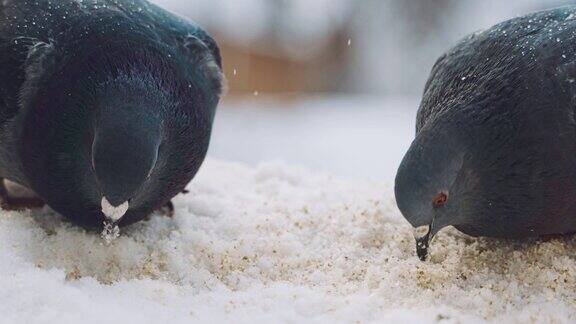 美丽的鸽子在冬天吃面包