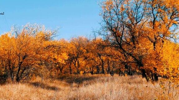 美丽的秋天树林里黄澄澄的树木秋天的树叶落到了地上