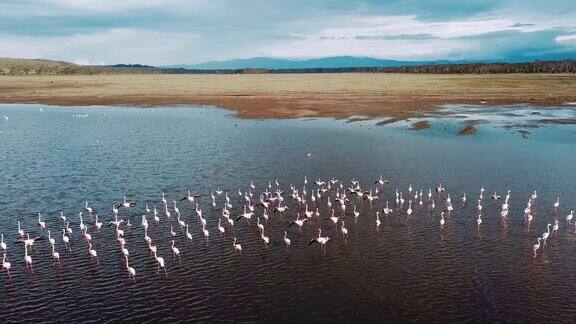 肯尼亚纳库鲁湖火烈鸟的鸟瞰图