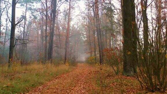 黎明时分无人机在秋天的森林中缓慢飞行