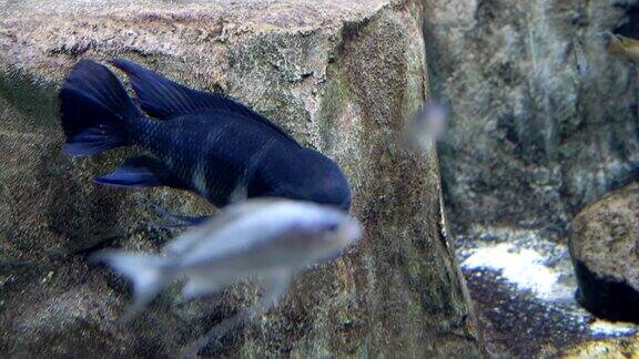 特写镜头水族馆一条蓝色的鱼游着嘴唇很厚头上有个肿块
