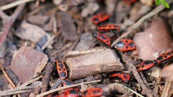火虫是地上的一种昆虫名叫PyrrhocorisApterus大自然的春天背上有红色斑点的甲虫