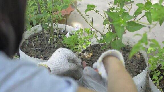 一名妇女正在家中的花园里铲土以照顾塑料袋中生长的植物