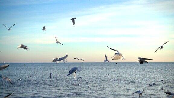 海鸥在海上飞翔缓慢的运动