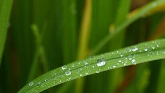 雨后的露水上的稻草特写