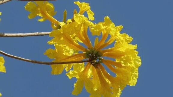 金色喇叭树(Handroanthusalbus)明亮的黄色花朵映衬着蓝色的天空