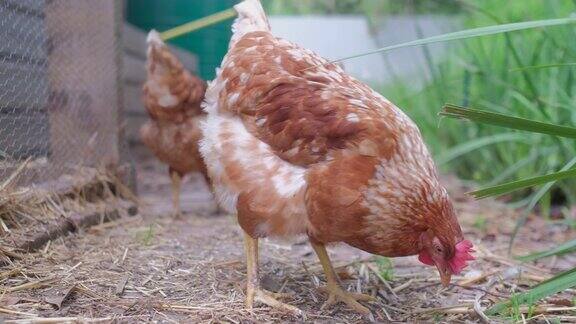 自由放养的鸡在花园里寻找食物