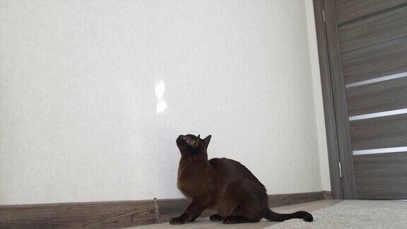 迷人的黑猫玩阳光可爱的顽皮的小猫咪室内玩