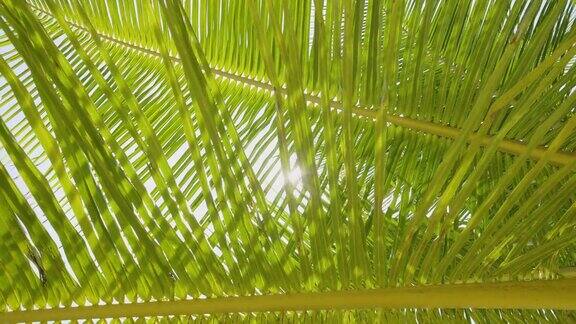 椰子树下看太阳摇曳的风阳光穿过树叶蓝天夏天