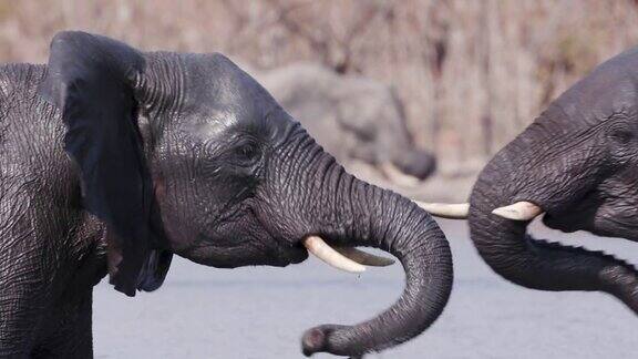 博茨瓦纳奥卡万戈三角洲两只年轻的公象在一个水坑里嬉戏打斗