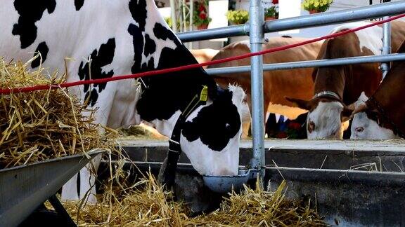 棕色和白色的奶牛和黑色和白色的奶牛在牲口棚里饮水和吃草
