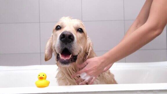 女孩用手在泡泡浴里给狗洗澡美容师用淋浴给他的金毛猎犬洗澡