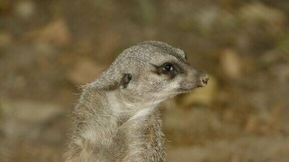 野生suricate