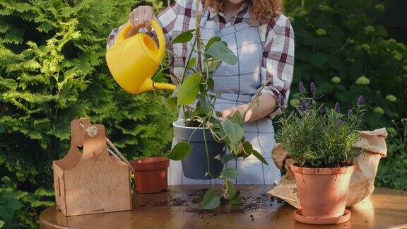 年轻的女园丁在后院花园浇灌盆栽植物