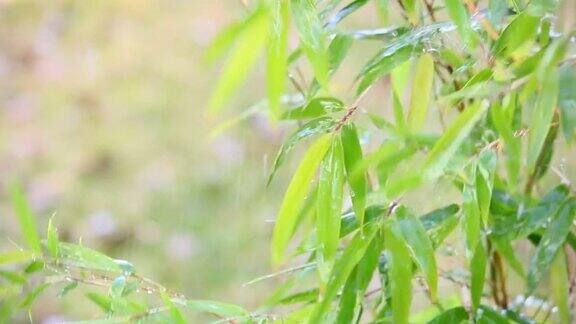 竹子在雨中