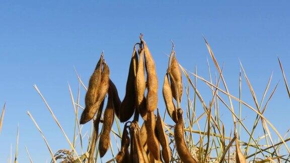 农业大豆豆荚在亚洲秋天的阳光下