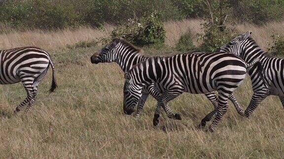 格兰特斑马马科马奔跑在萨凡纳马赛马拉公园在肯尼亚慢镜头