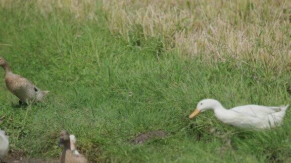 鸭子在稻田里散步慢动作