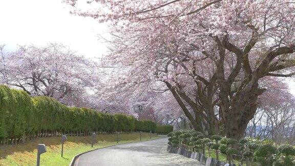 樱花盛开春天在日本