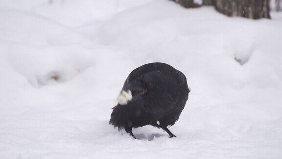 冬天乌鸦在雪中发现骨头啄食它