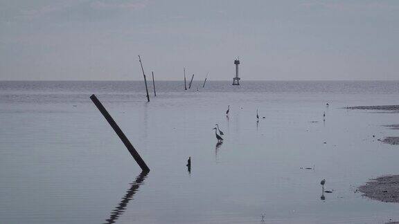 海岸附近浅水区的一群白鹭白鹭的剪影在低潮沼泽与海洋的背景