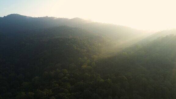 用摄影车实时拍摄阳光下的雨林